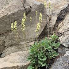 Image result for Heuchera cylindrica Greenfinch