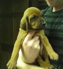 Maybe you would like to learn more about one of these? New Puppy Redbone Coonhound Puppy Forum And Dog Forums