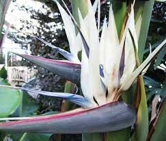 Bird Of Paradise Flower Tattoo Black And White Strelitzia Nicolai 10 Seeds White Bird Of Paradise Birds Of Paradise Flower Birds Of Paradise Plant Birds Of Paradise