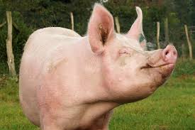Hausschwein — hausschwein,das:⇨schwein(1,a) … das wörterbuch der synonyme. Schweine Jugendtierschutz