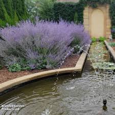 Image result for Perovskia atriplicifolia 'blue spire'