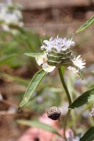 Image result for Haumaniastrum katangense