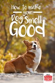 Dogs Can Get A Little Smelly Check Out These Tips On How To Make Your Dog Smell Better Gooddoggies Dogs Dog Smells Smelly Dog Dog Odor Remedies