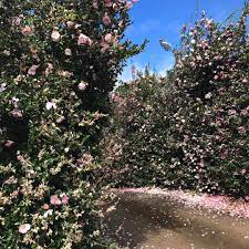 Camellia Hedge Hedges Camellia Instagram