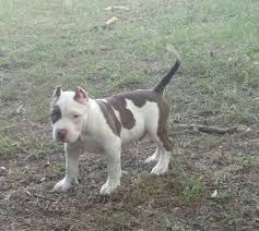 Our incredibullz team consistently produces tri colored xl bully puppies for sale that can work, show and most importantly add a fun loving member to the family. Bully Puppies For Sale In Texas