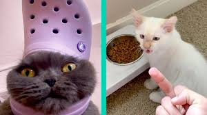 Just like watching funny cat videos, cat memes featuring our favorite felines are just as hilarious. Best Cat Memes Compilation Of 2020 Part 20 Funny Cats Youtube