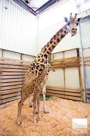 it s a girl giraffe woodland park zoo baby giraffe