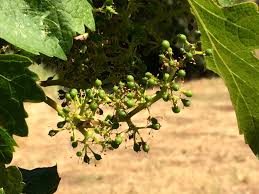 Young, green, leaves, grapes, spring, nature, seedling, plant, closeup, fresh. Viticulture 101 Grape Bloom Flowering And Fruit Set In The Vineyard Winerabble