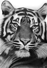 This Is A Drawing Of My First Tiger Which Is What I Think One Of The Most Beautiful Animals In The World Lik In 2020 Animal Drawings Tiger Drawing Tiger Eyes Tattoo