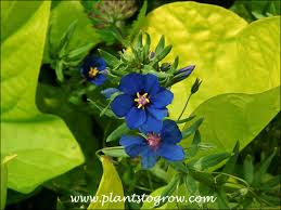 Image result for Anagallis barbata