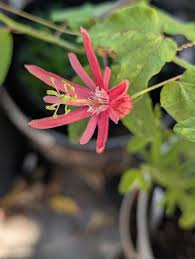 Image result for Passiflora sanguinolenta