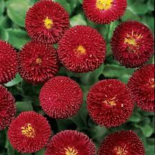 Image result for Bellis