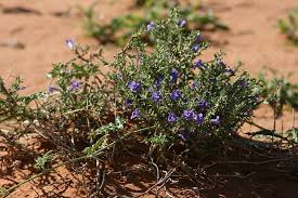 Now produces 2 sky blue. Page 2 Flower Desert Hd Wallpapers Free Download Wallpaperbetter