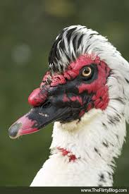 Darth Maul Tattoo If This Duck Could Talk That S What I Imagined He D Say When I Saw Duck And Ducklings Muscovy Duck Homesteading Animals