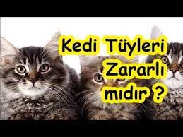 kedi tuyleri zararli midir youtube kedi youtube tuy