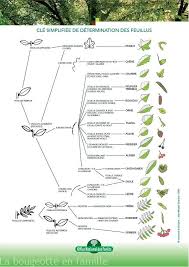 Reconnaitre Les Arbres Feuillus Herbier Cle De Determination Reconnaitre Les Arbres Identification Des Arbres