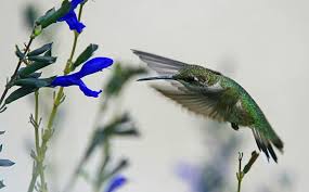 For such, choosing the best food and the best hummingbird feeder among the many varieties should be done very carefully. To Attract Hummingbirds You Need Flowers Laidback Gardener
