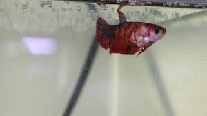 I will take your sick fish or just unwanted fish. How To Treat A Sick Betta Naturally Zenaquaria