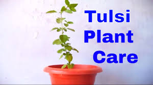 how to grow care holy basil tulsi plant indoor october 2016 youtube how to grow care holy basil tulsi plant indoor october 2016