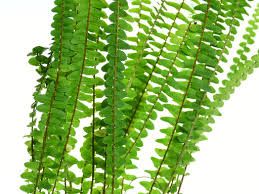 Image result for Asplenium abyssinicum