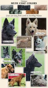 Big Black Brown And White Dog Breed Pin On Dogs I Want Plssss