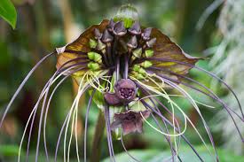 Tacca chantrieri - Wikipedia