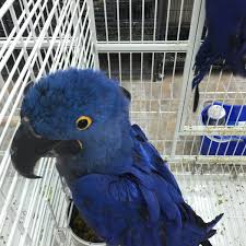 Bird and pet clinic austin. Mina Pet Market 3 Tips From 80 Visitors