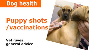 Read breaking headlines covering politics, economics, pop culture, and more. Puppy Vaccinations Injections Shots Vet Advice Youtube
