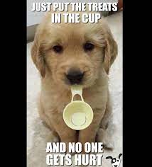 Pin On Pets