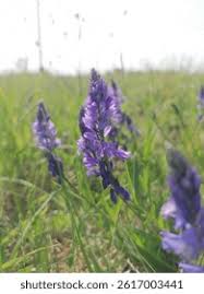 Image result for Polygala senensis