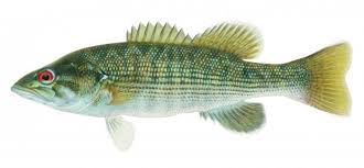 Fish Identification