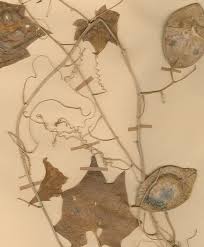 Image result for Cyclantheropsis parviflora