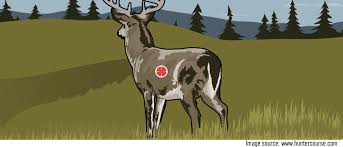 where should i shoot a whitetail deer