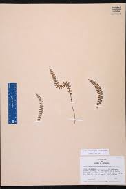 Image result for Stomatanthes sp.no.1