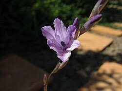 Image result for Dierama formosum