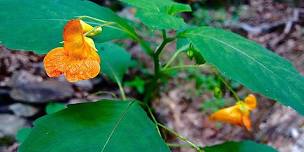 Summer Foraging - Huntsville