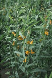 Image result for Crotalaria juncea