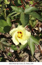 Image result for Gossypium barbadense