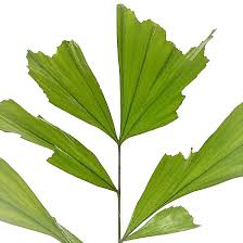 Image result for Caryota