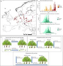 Thermal differences between juveniles and adults increased over time in  European forest trees
