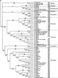 Image result for Disa hircicornis