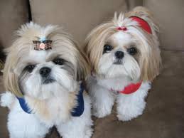 But why are the prices different? Shih Tzu Dog Puppy Price In India