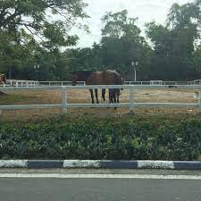 Di dalam kotak, kuda harus memiliki akses rumput kering. Photos At Kandang Kuda 1 Tip