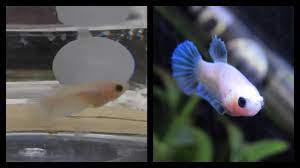 Baby Betta Growth Log Petco Baby Betta Transformation Youtube