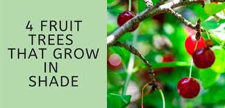 May 08, 2018 · light shade/part sun: 4 Fruit Trees That Grow In Shade Thrive Cuisine