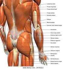 Maybe you would like to learn more about one of these? Labeled Anatomy Chart Of Male Lower Back Muscles On White Background Stock Photo Alamy