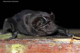 Eliminer Les Chauves Souris Avec Eco Traitement Martinique