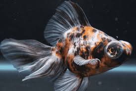 And blurred and finally, loss of vision. Black Moor Goldfish Black Moor Care