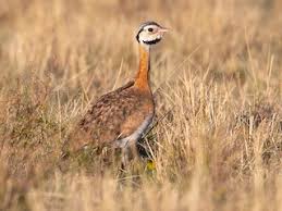 Image result for Burttia prunoides