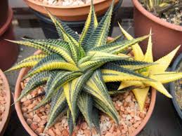 Image result for Haworthia limifolia